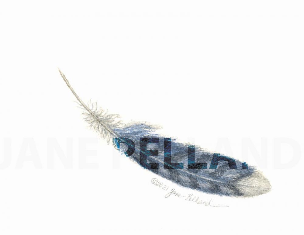 Blue Jay Feather