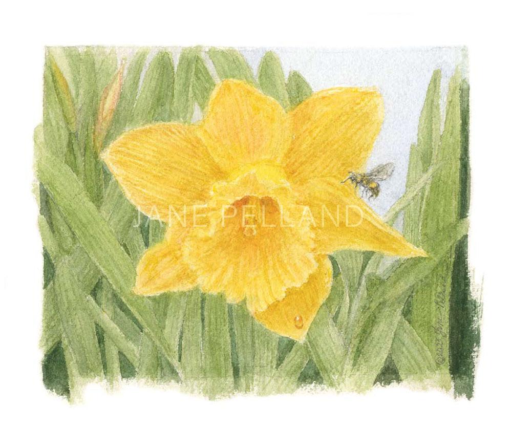 Daffodil