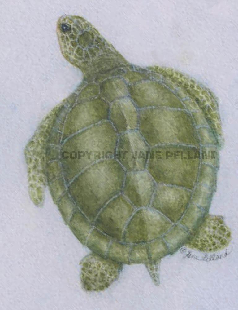 Kemp's Ridley Sea Turtle