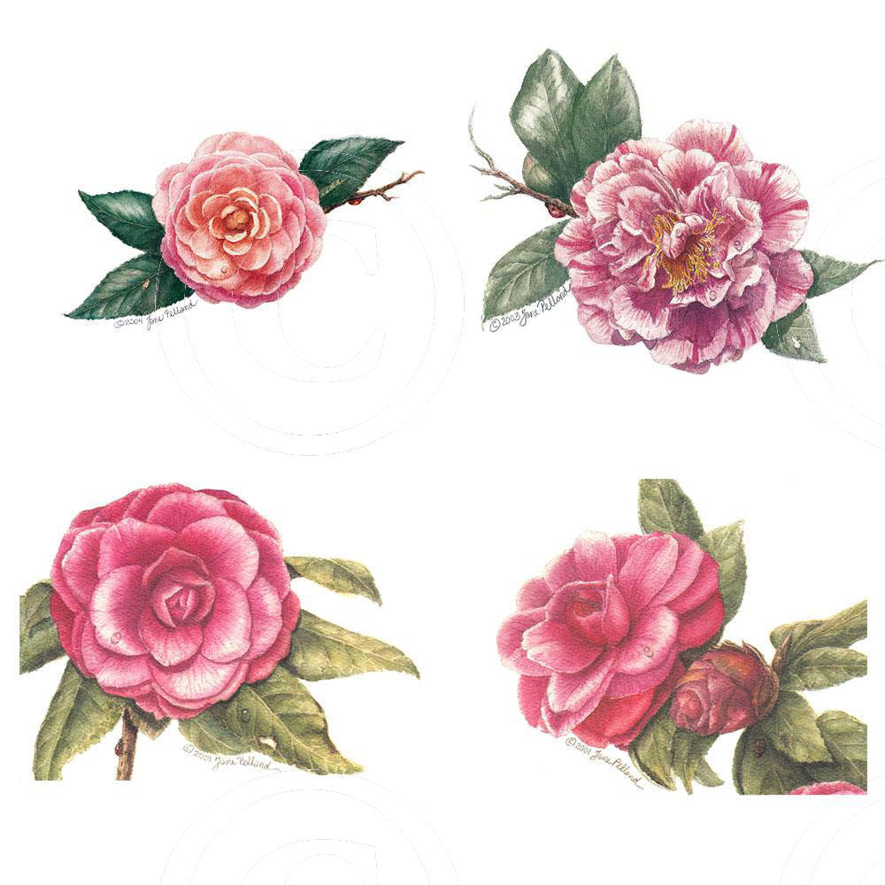 Assorted Camellias  