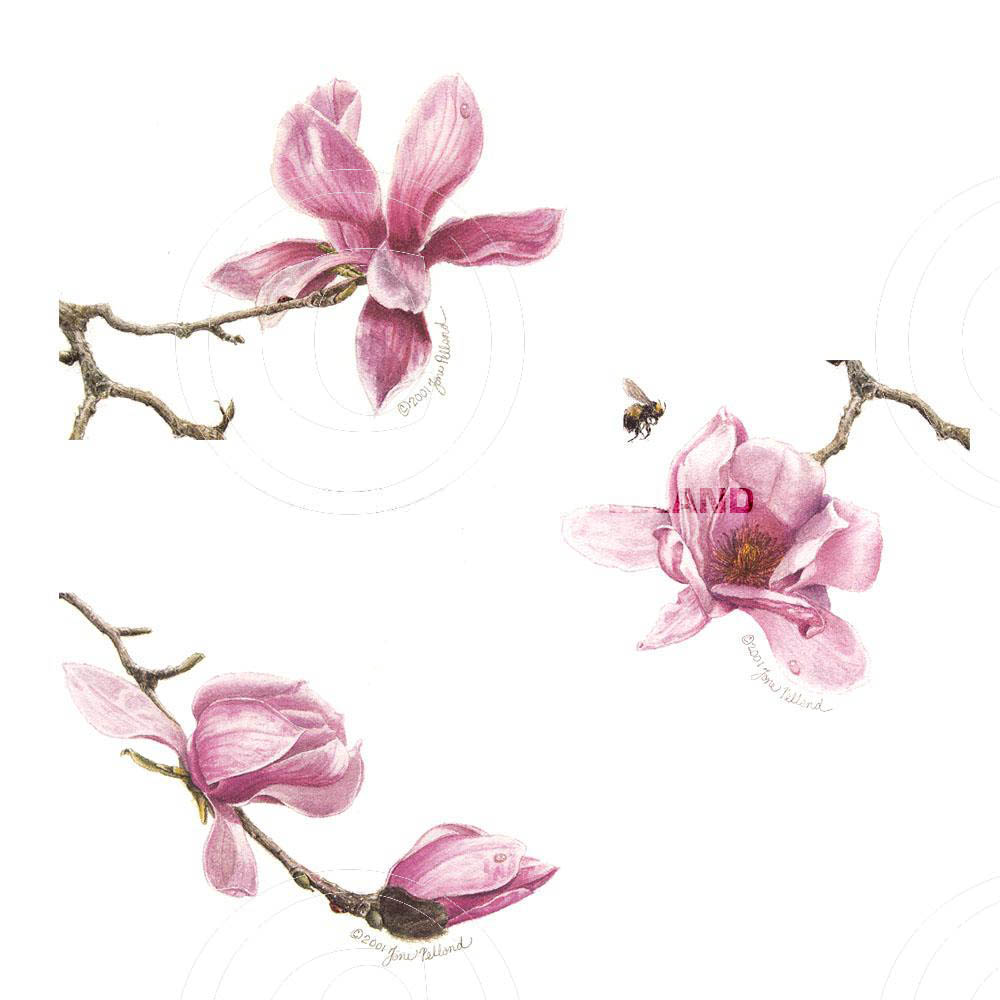 Assorted Magnolia campbellii  