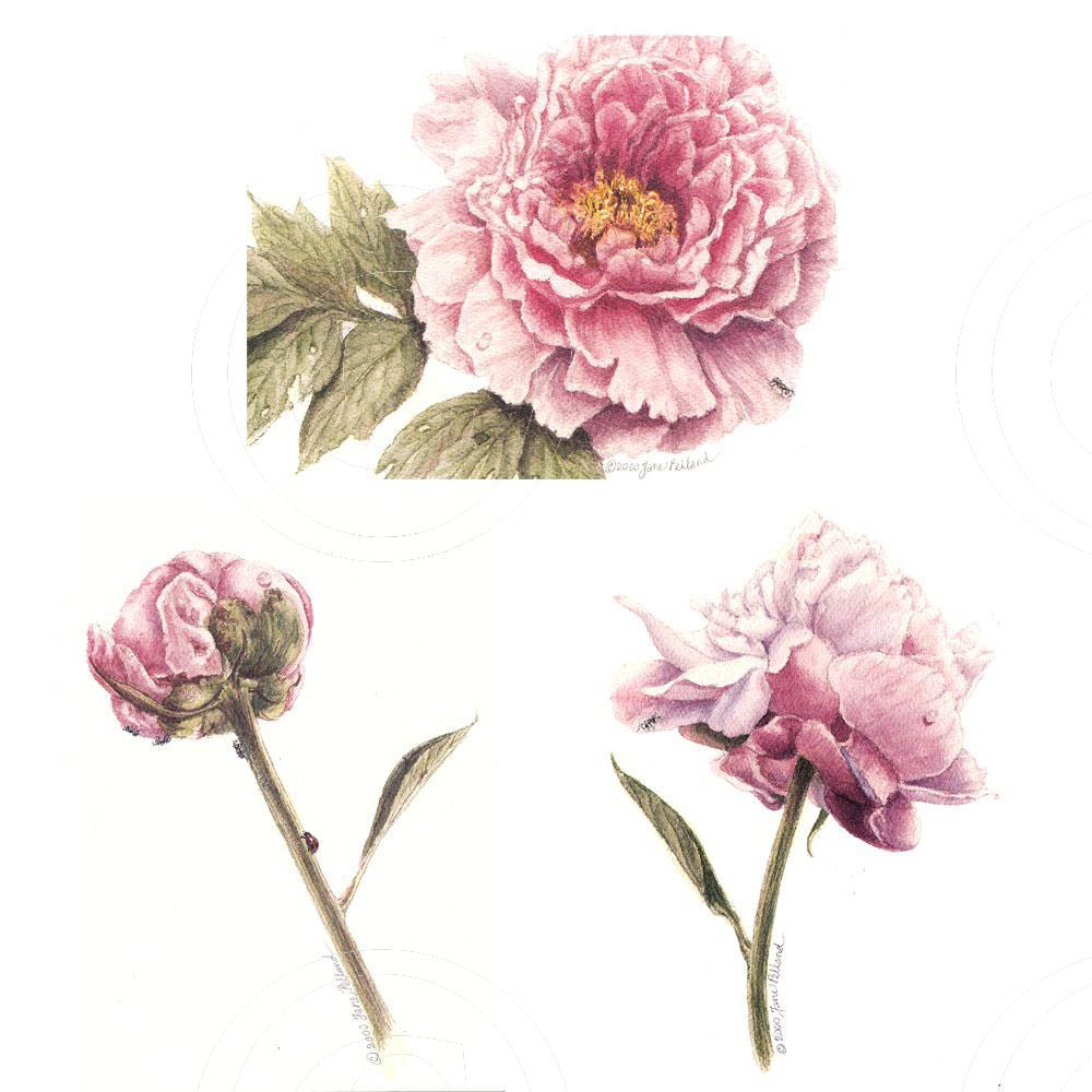 Assorted Peonies 