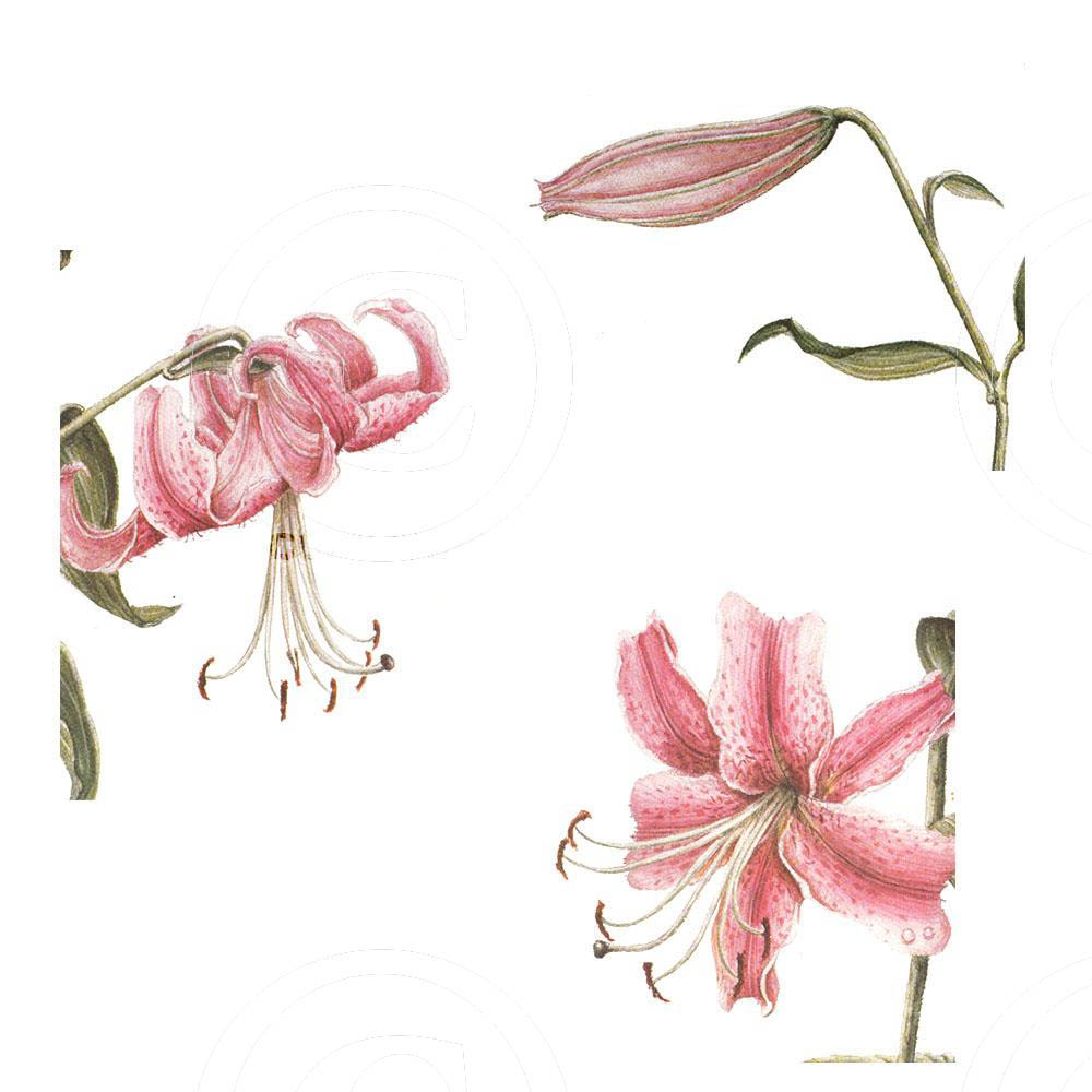 Assorted Rubrum Lilies 