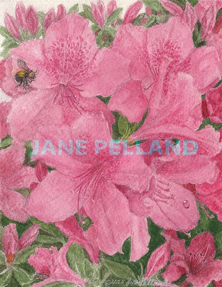 Azaleas
