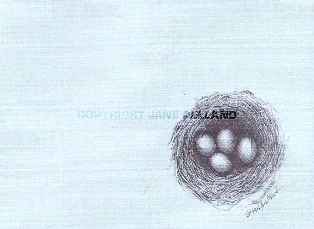 Bluebird Nest