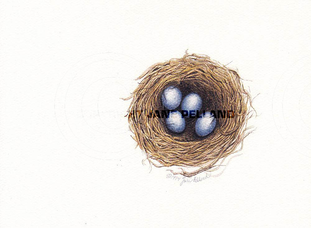 Bluebird Nest 