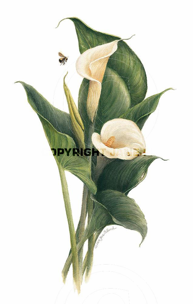 Calla Lily