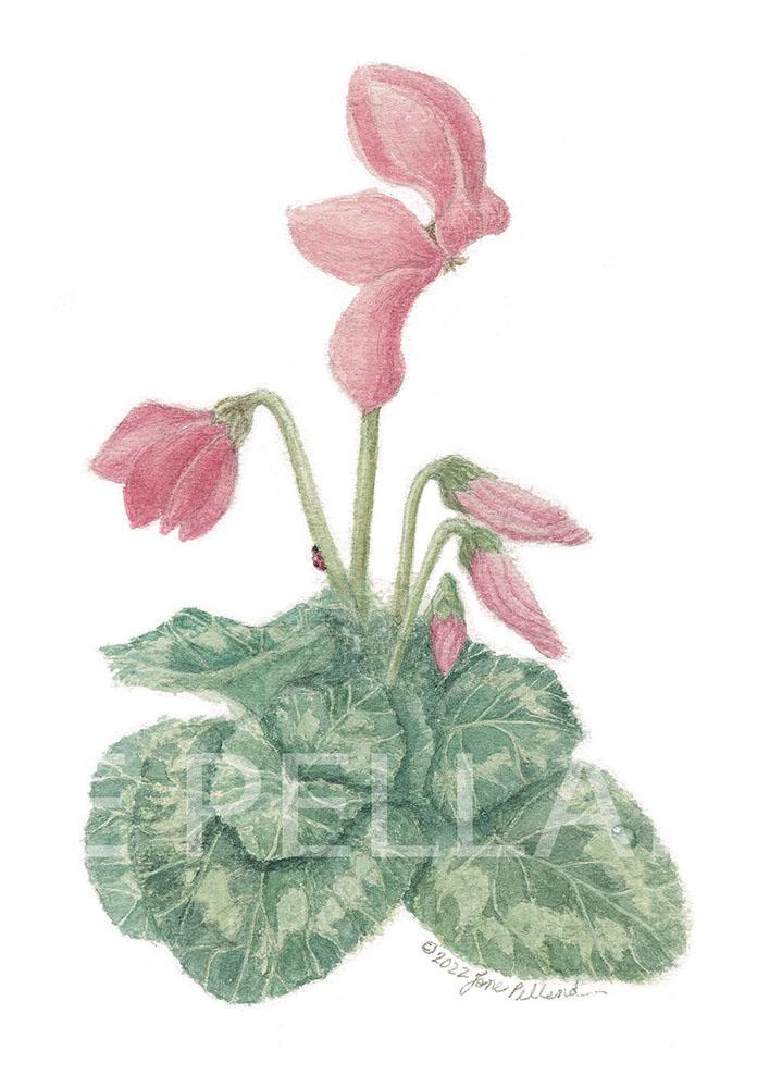 Cyclamen