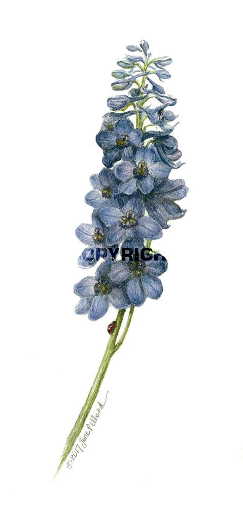 Delphinium