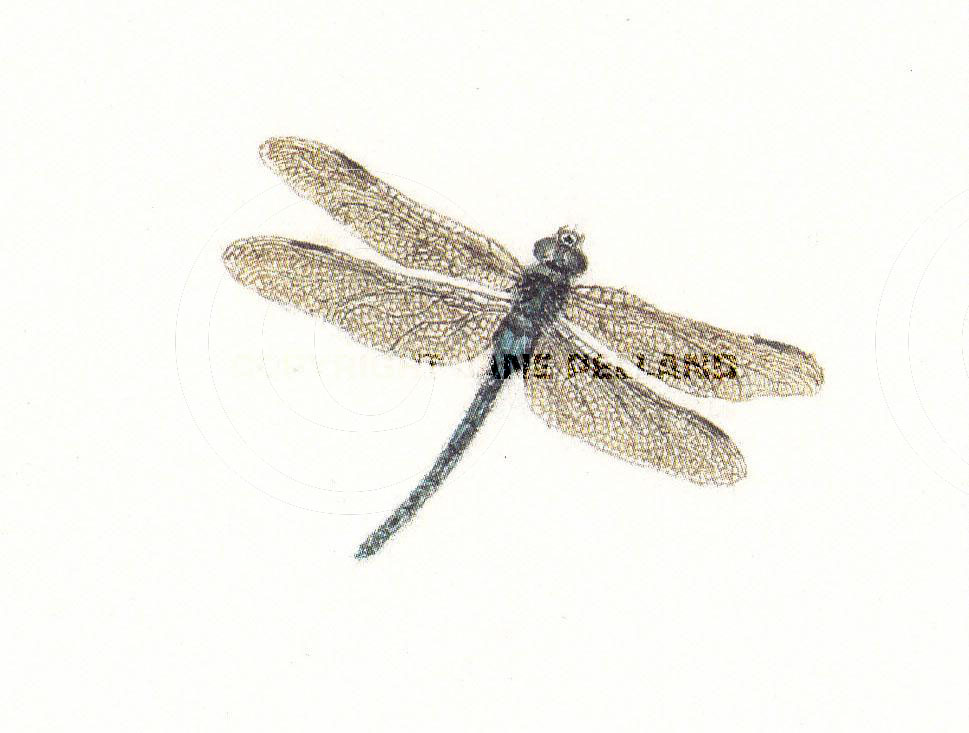 Dragonfly