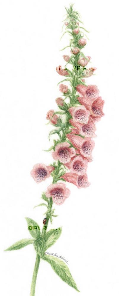 Foxglove