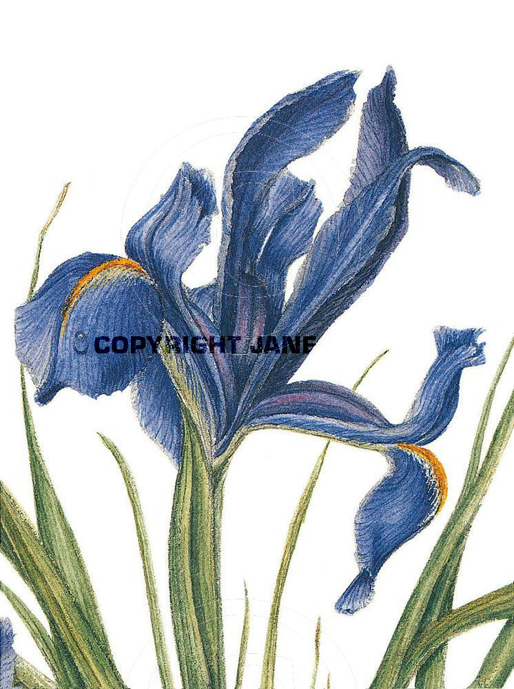 Iris 1