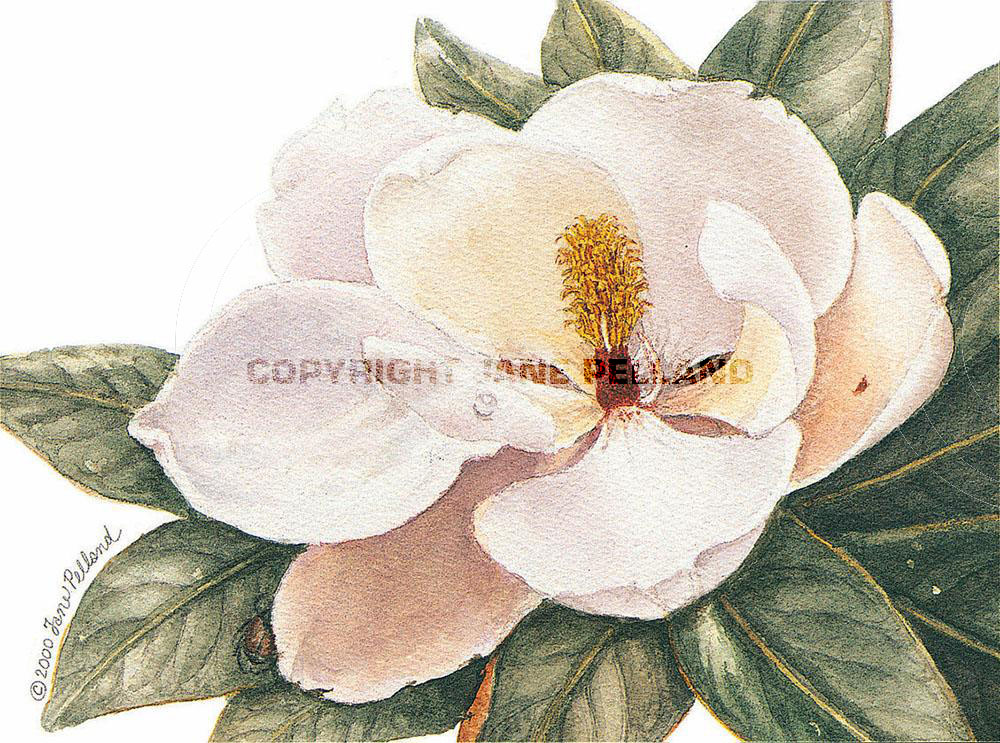 Magnolia grandiflora