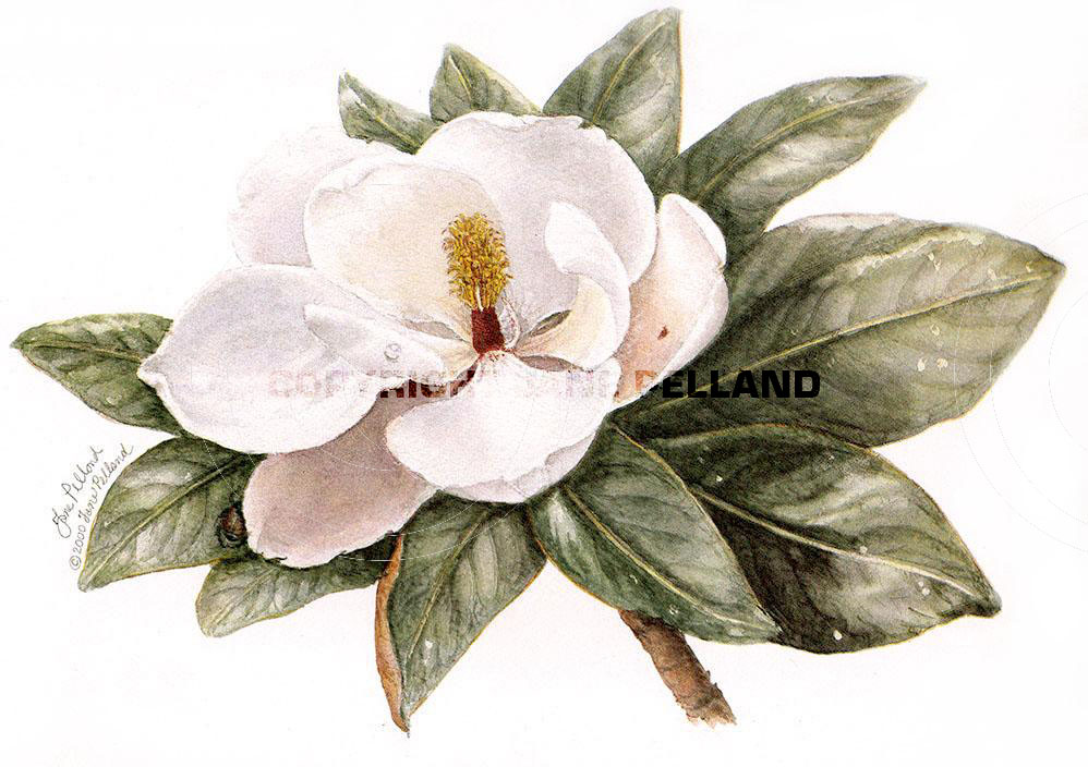 Magnolia grandiflora 