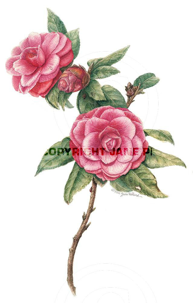 Camellias