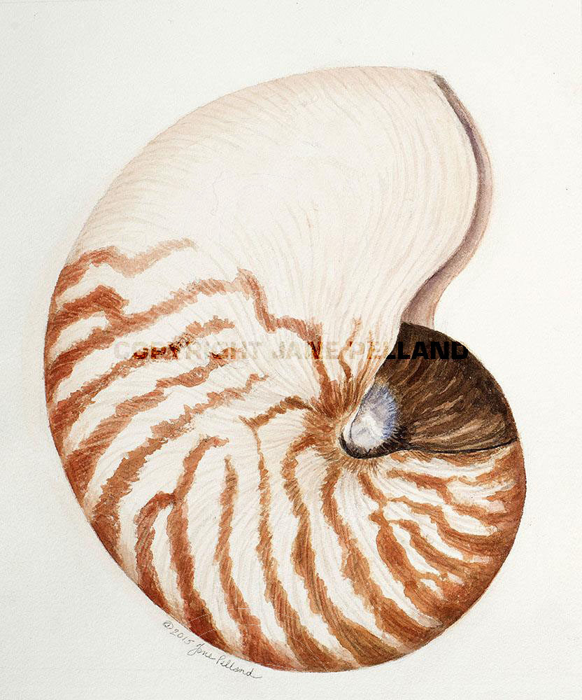 Chambered Nautilus Shell (full shell)