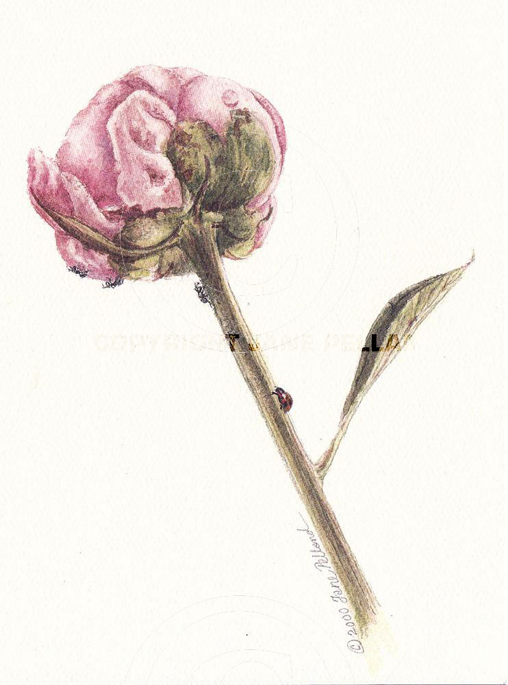 Peony Bud 