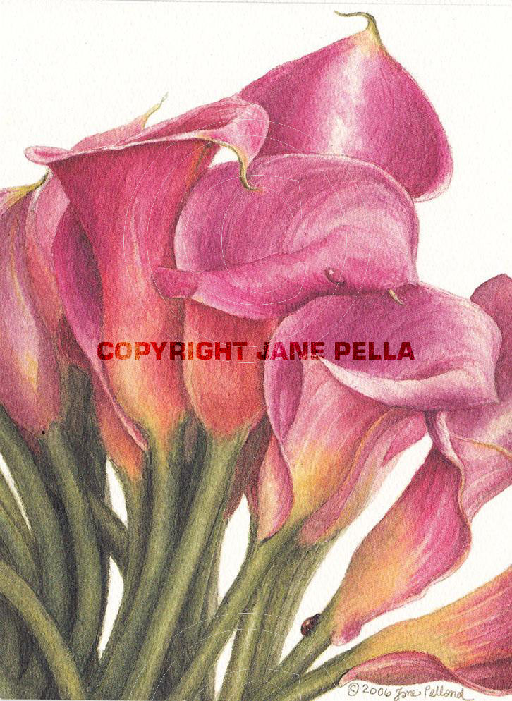 Pink Calla Lilies