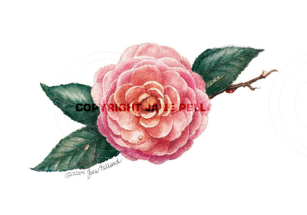 Pink Perfection Camellia