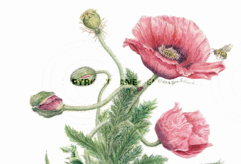 Poppies