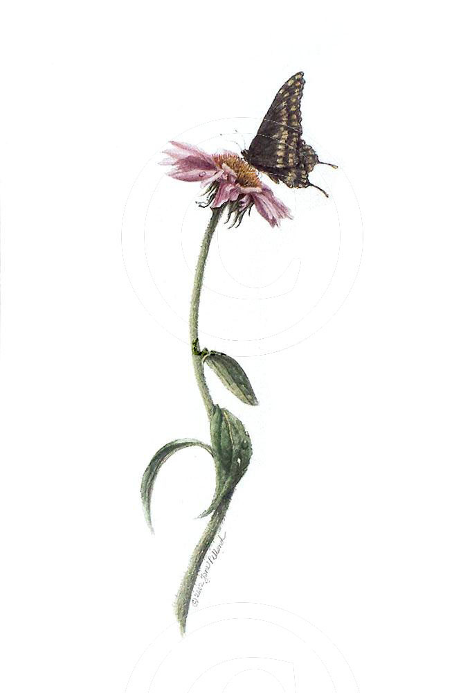 Purple coneflower 