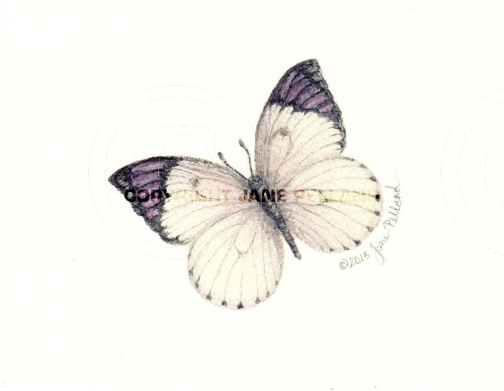 Purple Tip Butterfly
