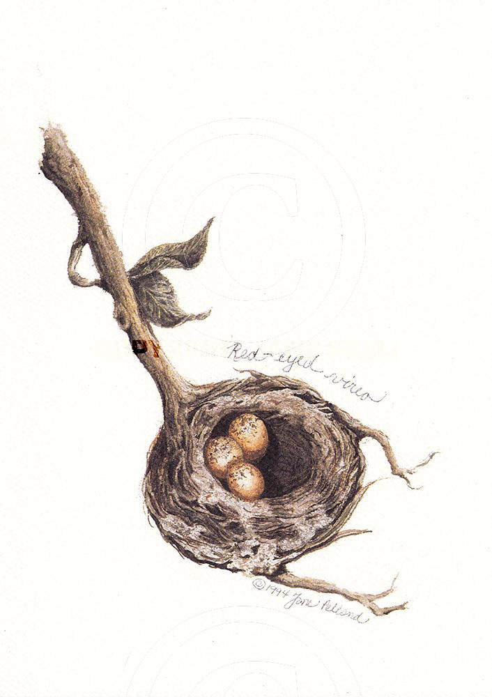 Red-eyed Vireo Nest 