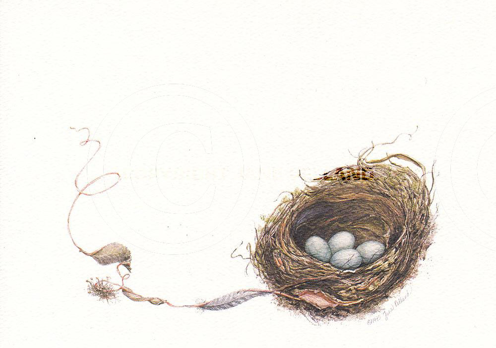 Robin's Nest