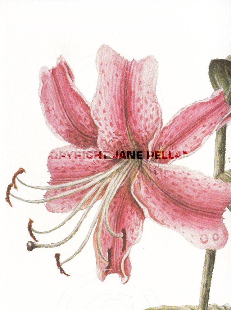 Rubrum Lily 3  