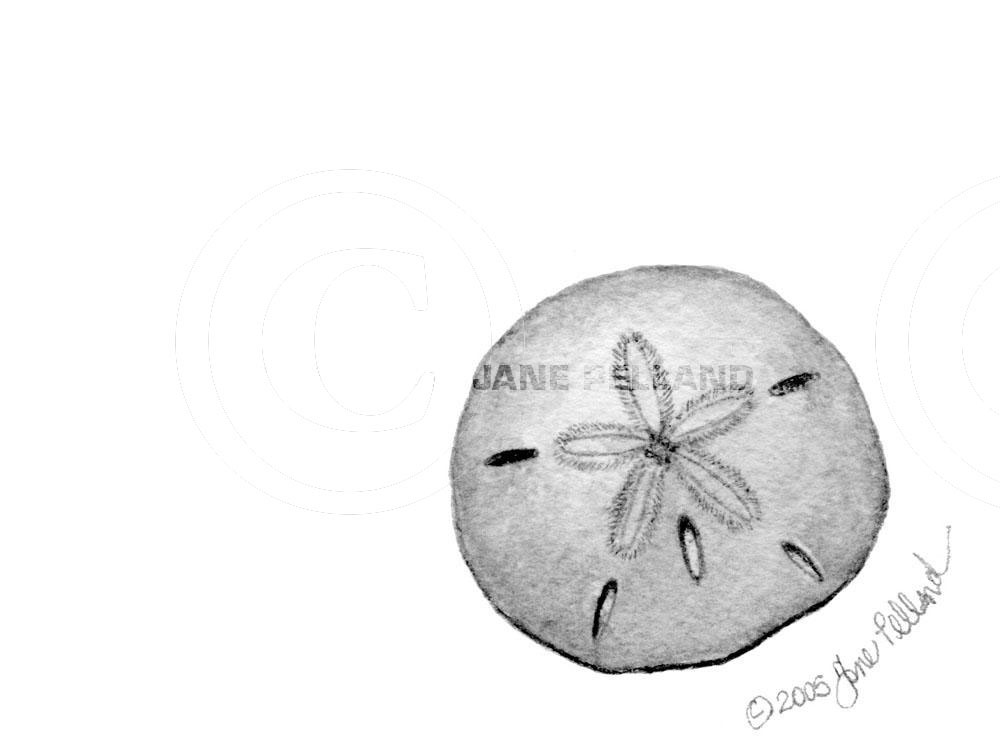 Sand Dollar