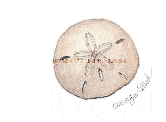 Sand Dollar