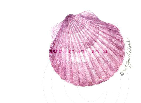 Scallop Shell