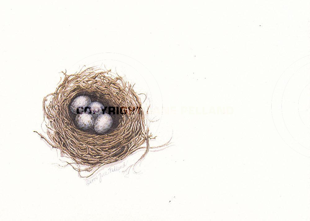 Scarlet Tanager Nest 