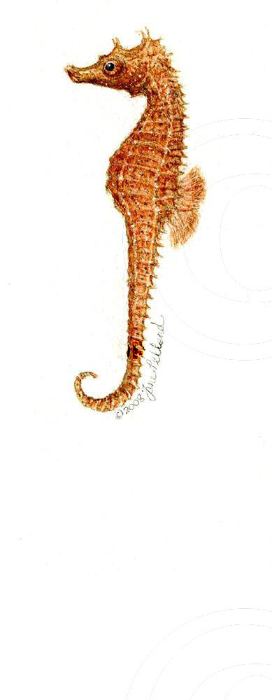 Seahorse