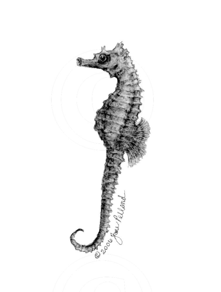 Seahorse