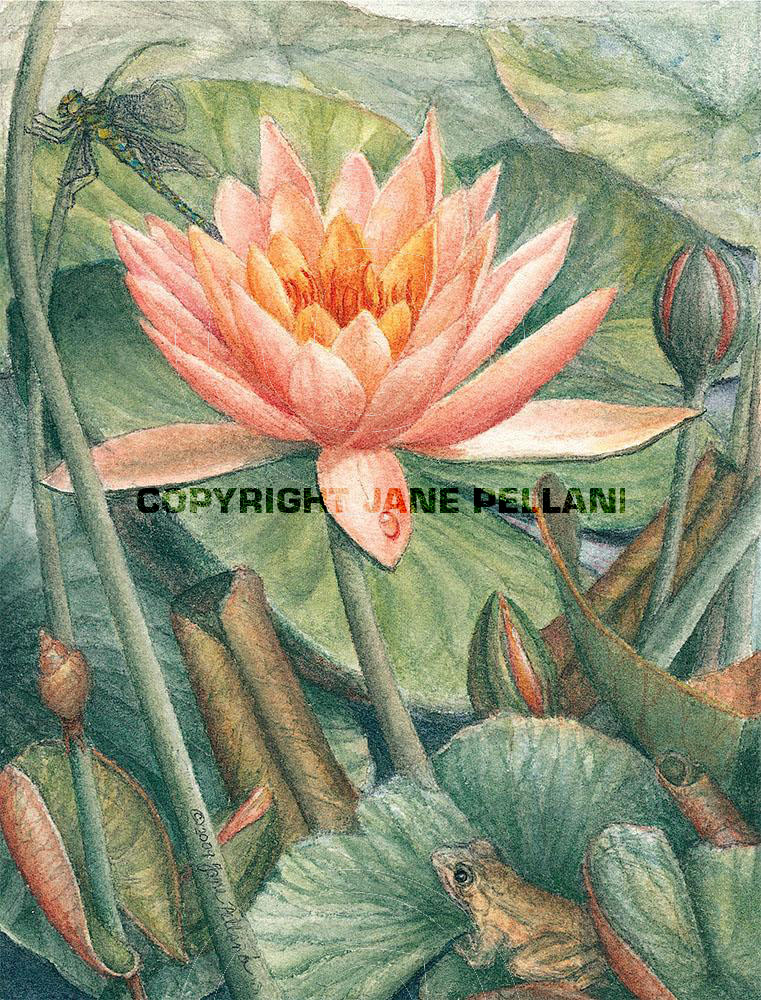 Tropical Waterlily 