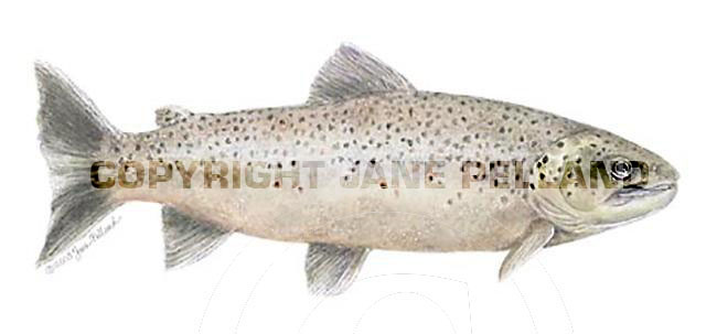 Brown Trout