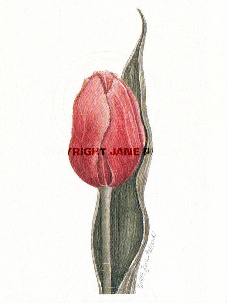 Tulip 1 