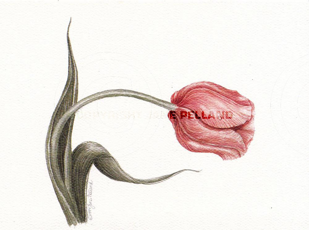 Tulip 2 