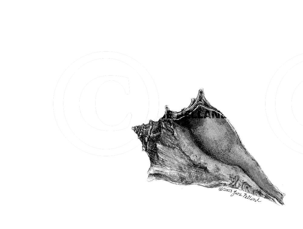 Knobbed Whelk 1